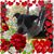 Debbi Franks's profile image