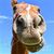 Ivonne Gutierrez's profile image