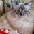 Peggy Issitt's profile image