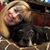 Debbie Fries Sabatelli's profile image