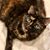 Connie Davis's profile image
