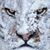 Kitty Moses's profile image