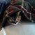 Lizajayne Cat's profile image