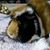 Judy Shea's profile image