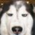 Gage Furry's profile image