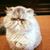 Dawn Novicki Weinstein's profile image