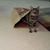 Cheryl Liniman's profile image
