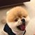 麥升陽's profile image