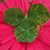 Jennifer Pope McLaughlin's profile image