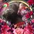 Lori Marie Dickson-Henson's profile image