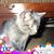 Rosanne Vitellaro's profile image