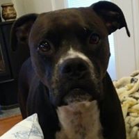 Diane Goodson's profile image