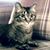 Peg Reed's profile image
