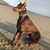 Jess Becerra's profile image