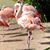 Bonnie Winward Gilson's profile image