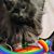 Su Wood's profile image