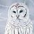 Kerry Honomichl's profile image