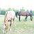 Sheryl Allers Mankel's profile image