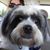 Tal Zivelin's profile image