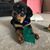 Joanne McCarson Tyer's profile image