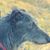 Finn-Stacey Sutphen's profile image