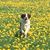David Virr's profile image