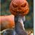 Betty Shepherd's profile image