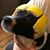 Dodot Bugo's profile image