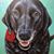 Terry Gellerman's profile image