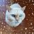 Samantha Jayne's profile image