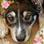 Walkswithwolves B Snowrider's profile image