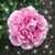 Vickie Calnon-Kean's profile image