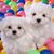 Marilyn Shuey's profile image