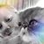 Melissa Chamberlain's profile image