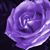 Vicki Beck's profile image