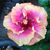 Peggy L Miller's profile image