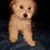 Jose DE Jesus Melara's profile image