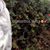 Brayan Nunez's profile image