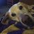 Debbie Dotson's profile image
