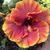 Ashlie Guthrie Arbuckle's profile image