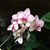 Claudia Anewalt Francis's profile image