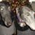 Luke Gilda Greyhound's profile image