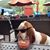 Elvis Gottesman's profile image