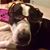 Elizabeth Hammons Johnston's profile image