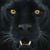 Manuel Ibarra's profile image