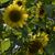 Karen Mattson-Grover's profile image