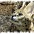 Sara M MacKelvey's profile image