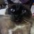 Chellie Pullan's profile image