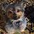 Tama Chabot's profile image