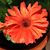 Shirley Biondo's profile image